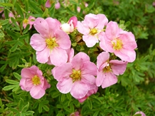 Buskpotentil 'Pink Queen', barrods 30 - 50 cm